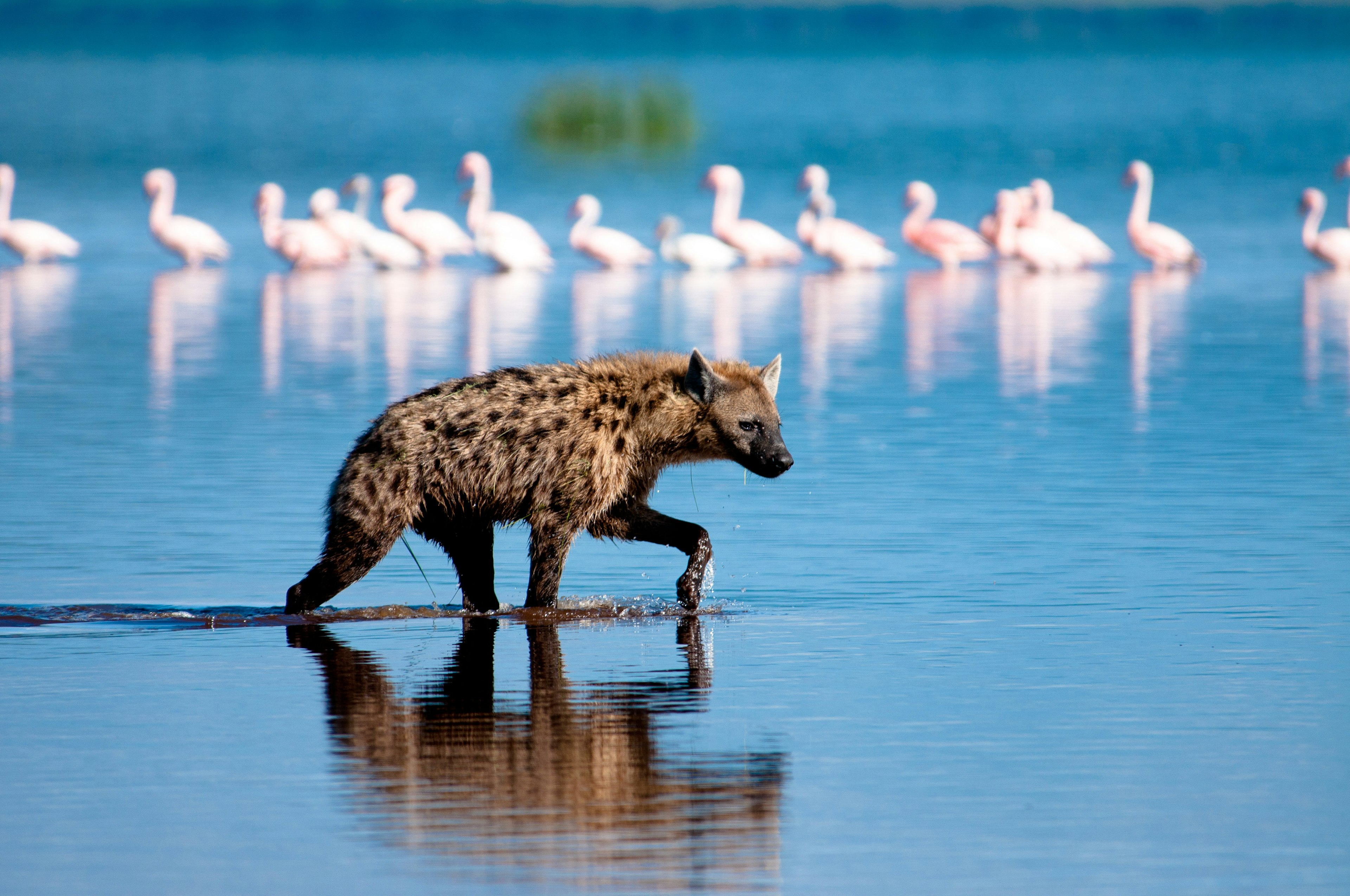 Spotted Hyena hunting flamingo in Kenya