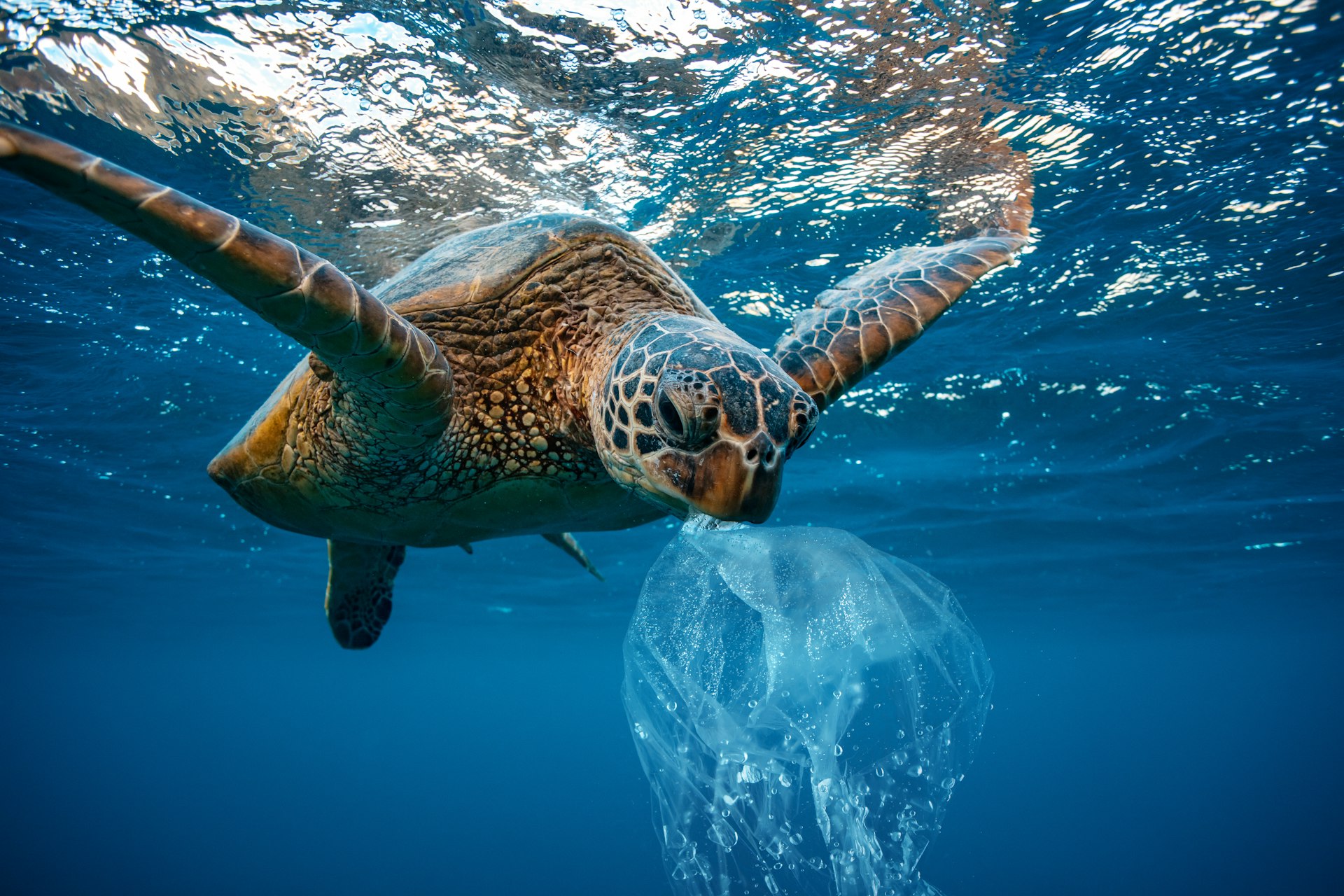 A turtle eating plastic in the sea