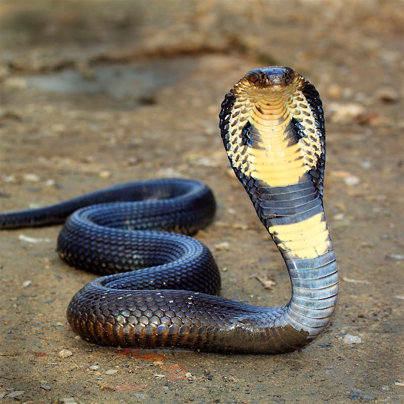 желтая кобра фото