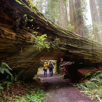 A couple of tourists walking under a fallen redwood in Redwood National Park.