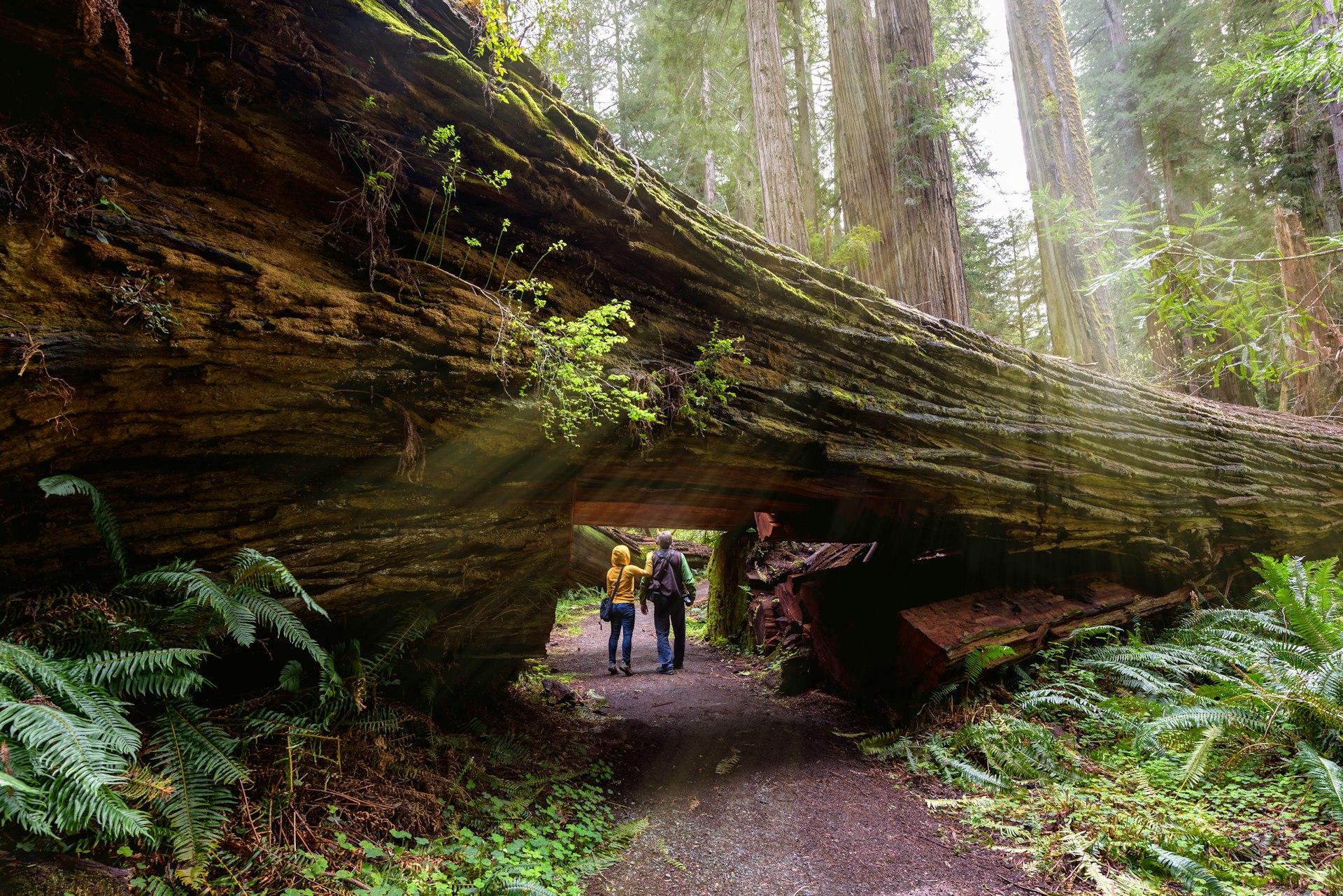 A couple of tourists walking under a fallen redwood in Redwood National Park. 