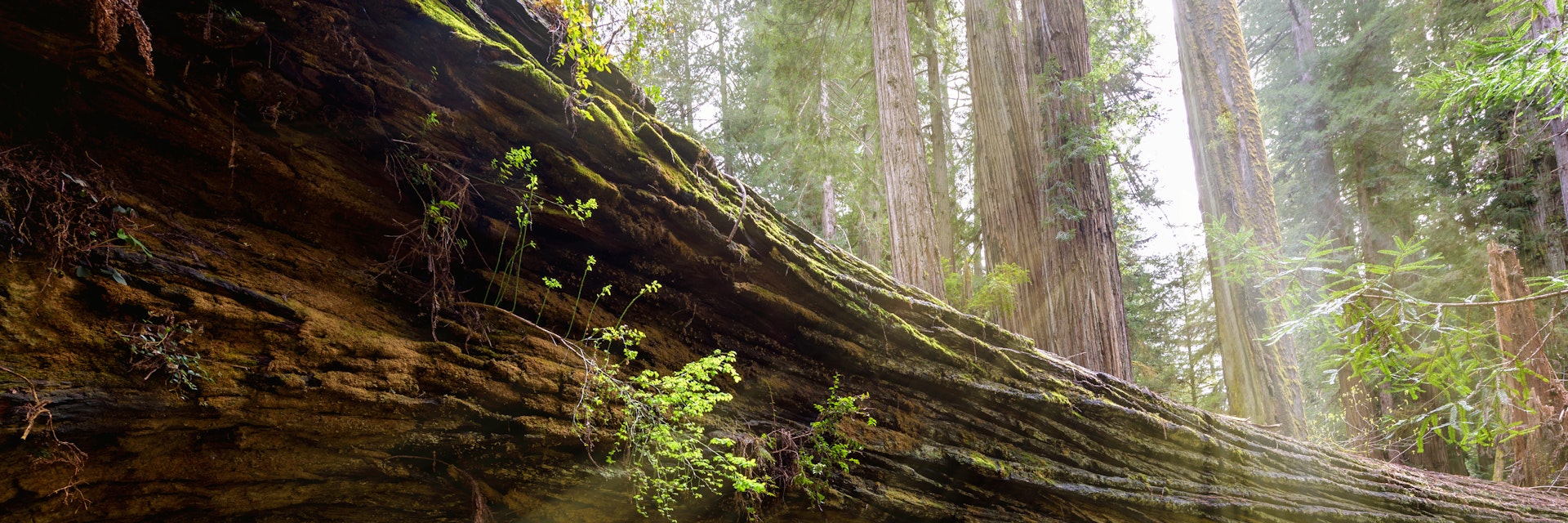 A couple of tourists walking under a fallen redwood in Redwood National Park.