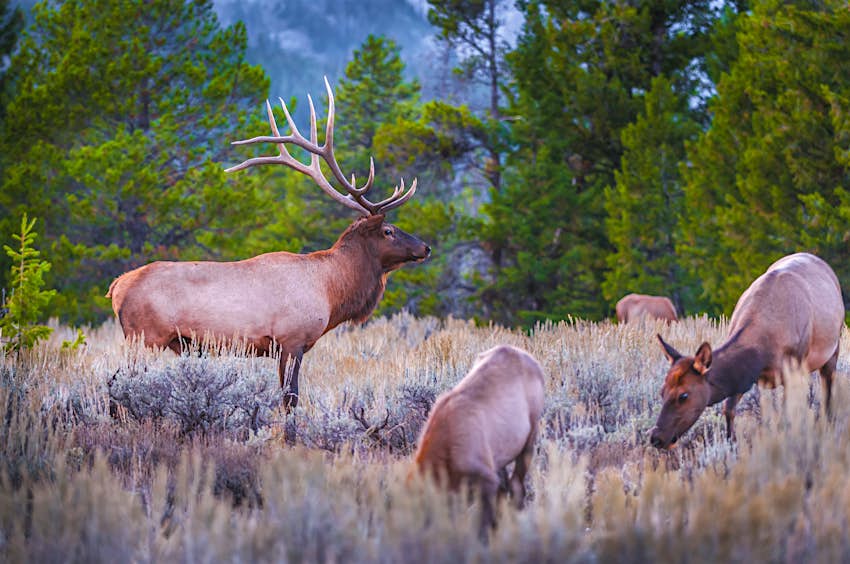 A small herd of elk in a glade in Grand Teton National Park
