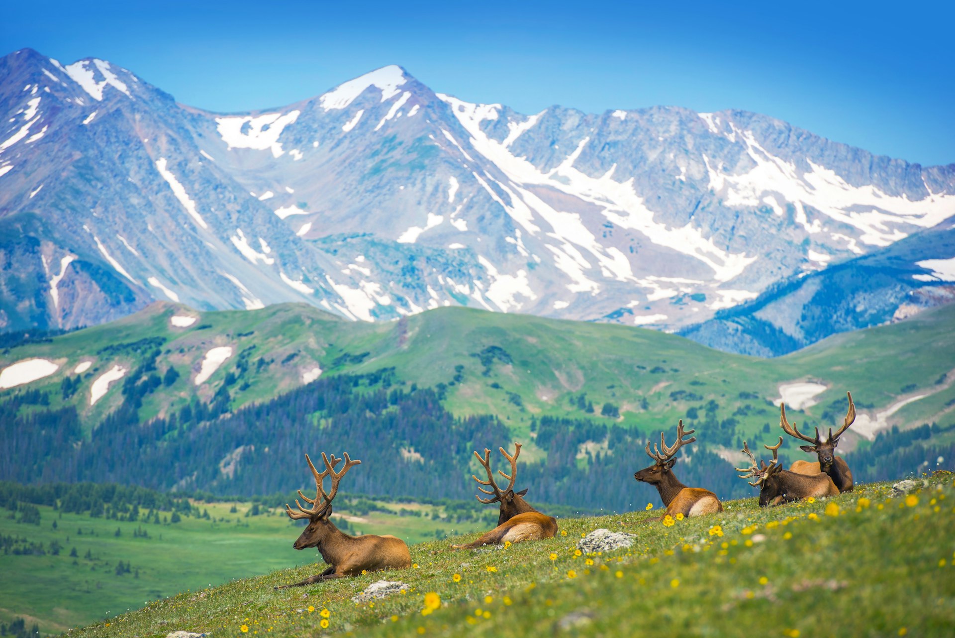 North American elks resting in a Rocky Mountain meadow in Colorado, United States.
