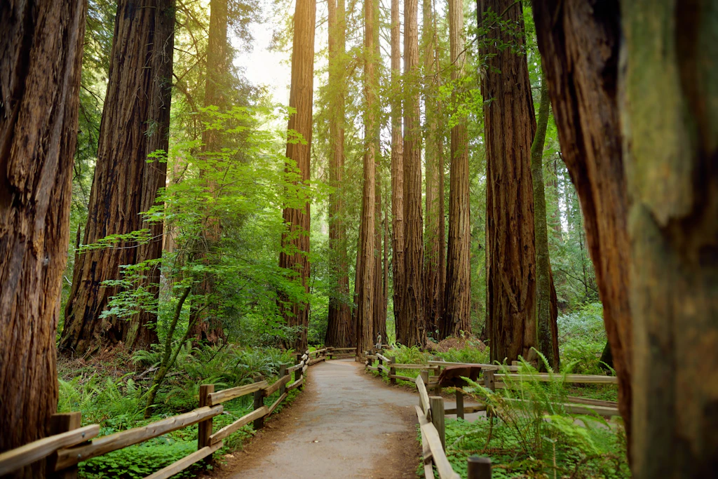 Hiking trails through giant redwoods in Muir forest 