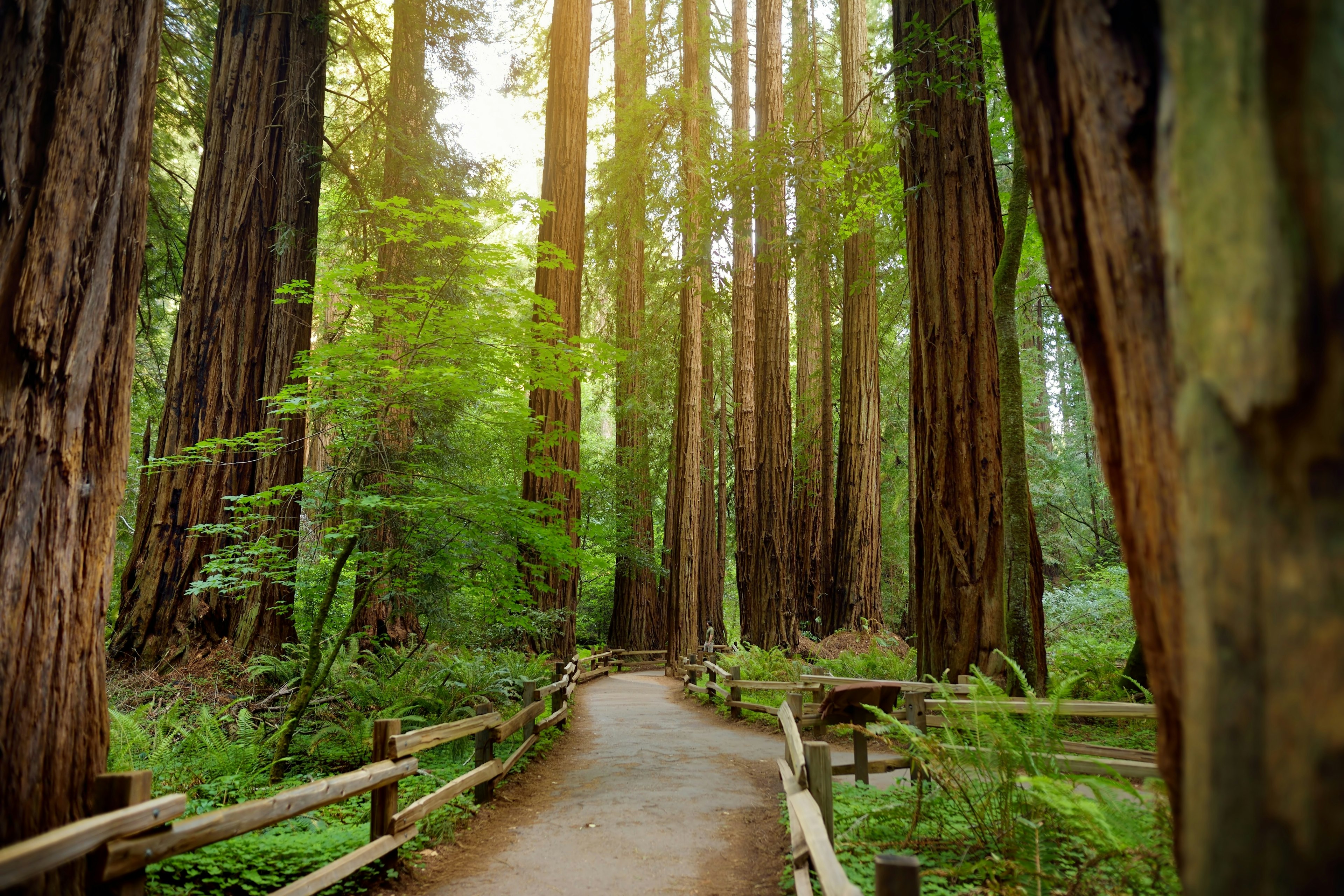 Hiking trails through giant redwoods in Muir forest