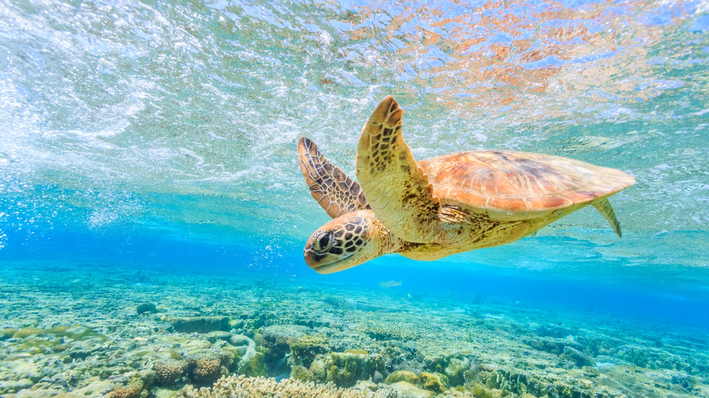 A turtle diving back to the reef in a shallow lagoon on Lady Elliot Island