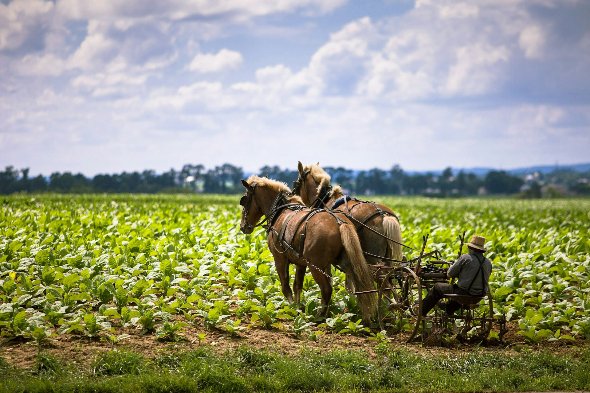 A pair of horses pull a plough on a large farm in Lancaster, Pennsylvania 