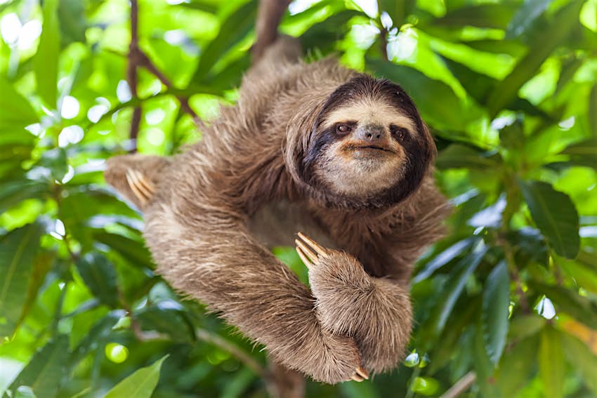 A sloth clings to the branch of a tree
