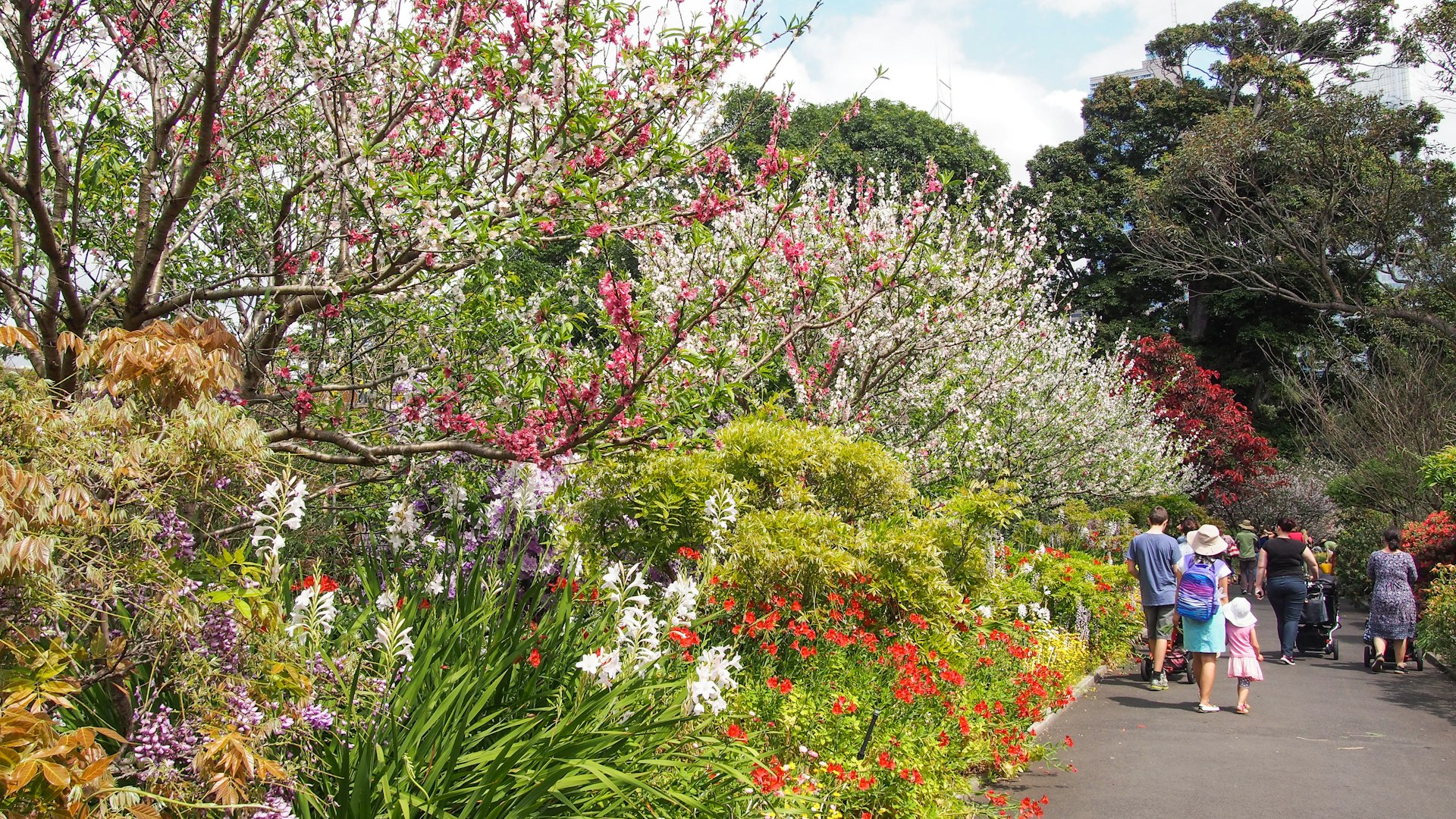 Flower beds in Sydney botanic garden