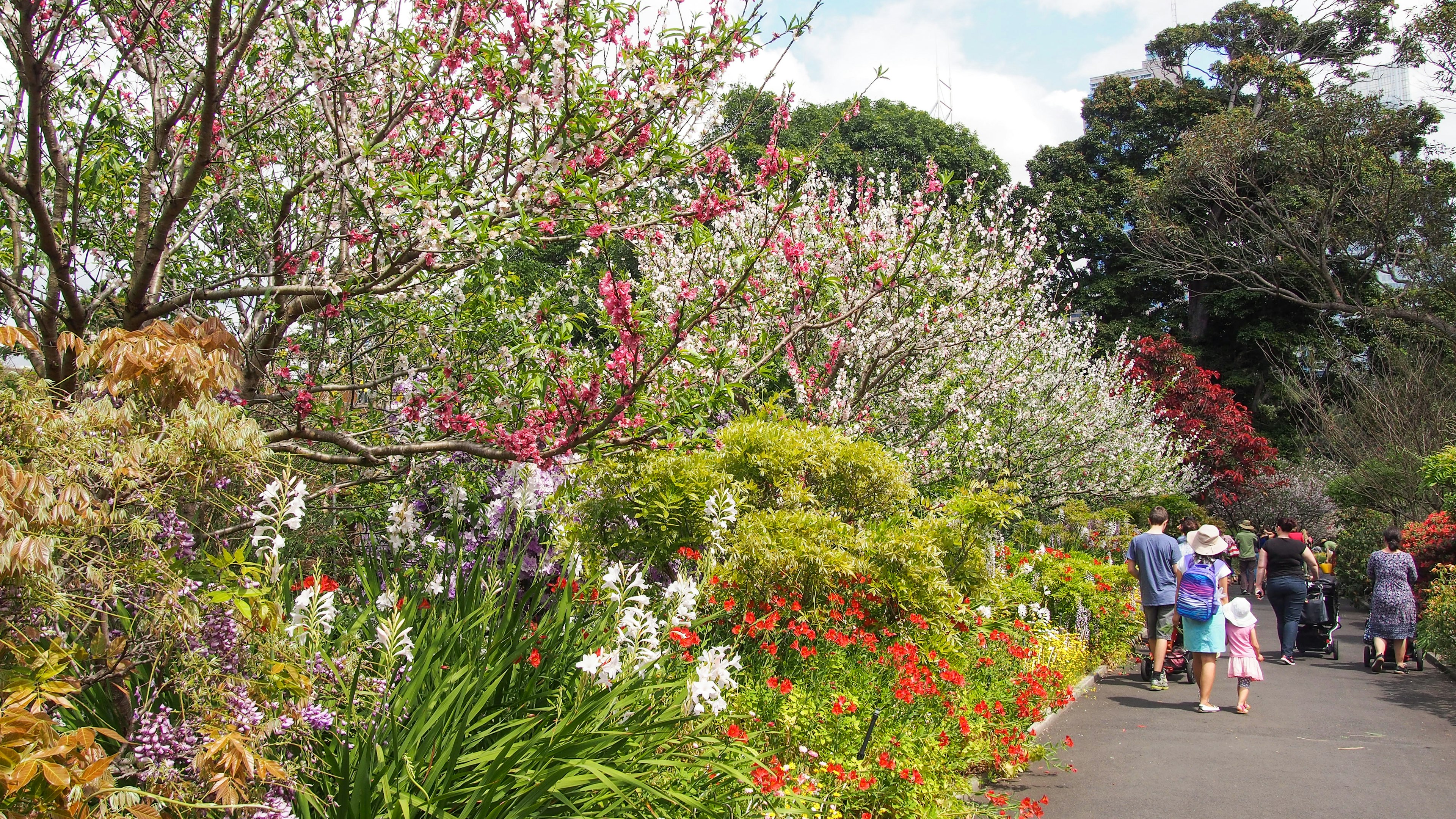 Flower beds in Sydney botanic garden