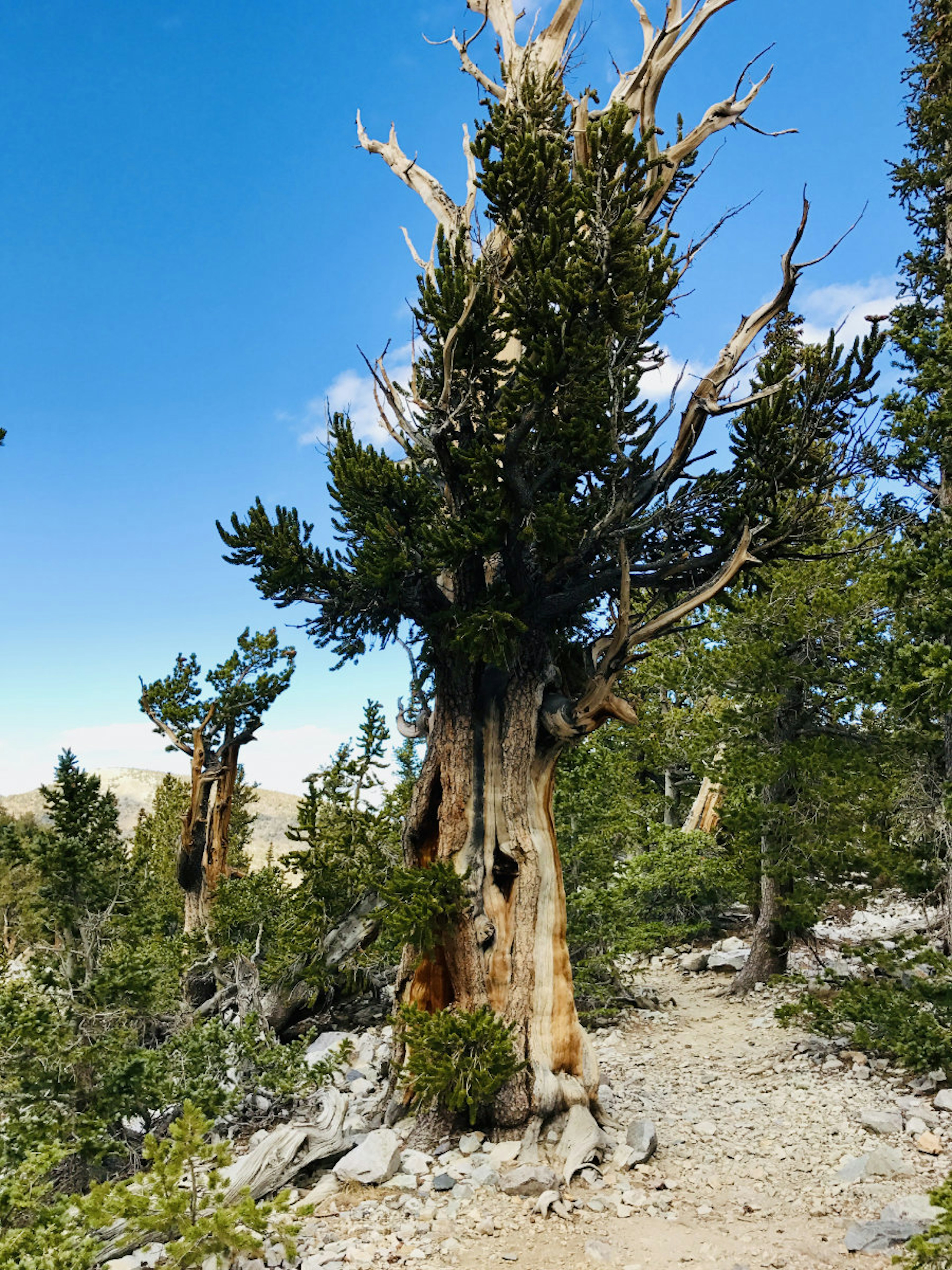 A gnarled tree trunk with a few leafy branches stands in a rocky landscape