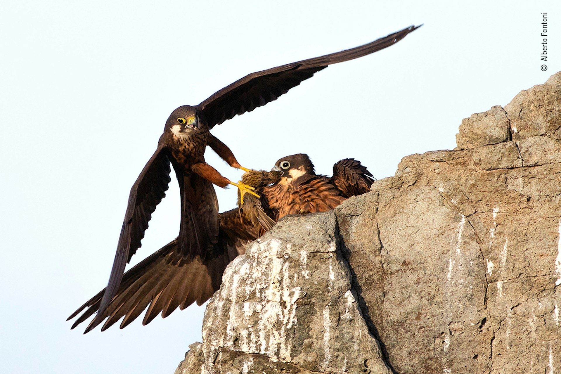 A male Eleonora’s falcon brings a bird to his mate minding the nest