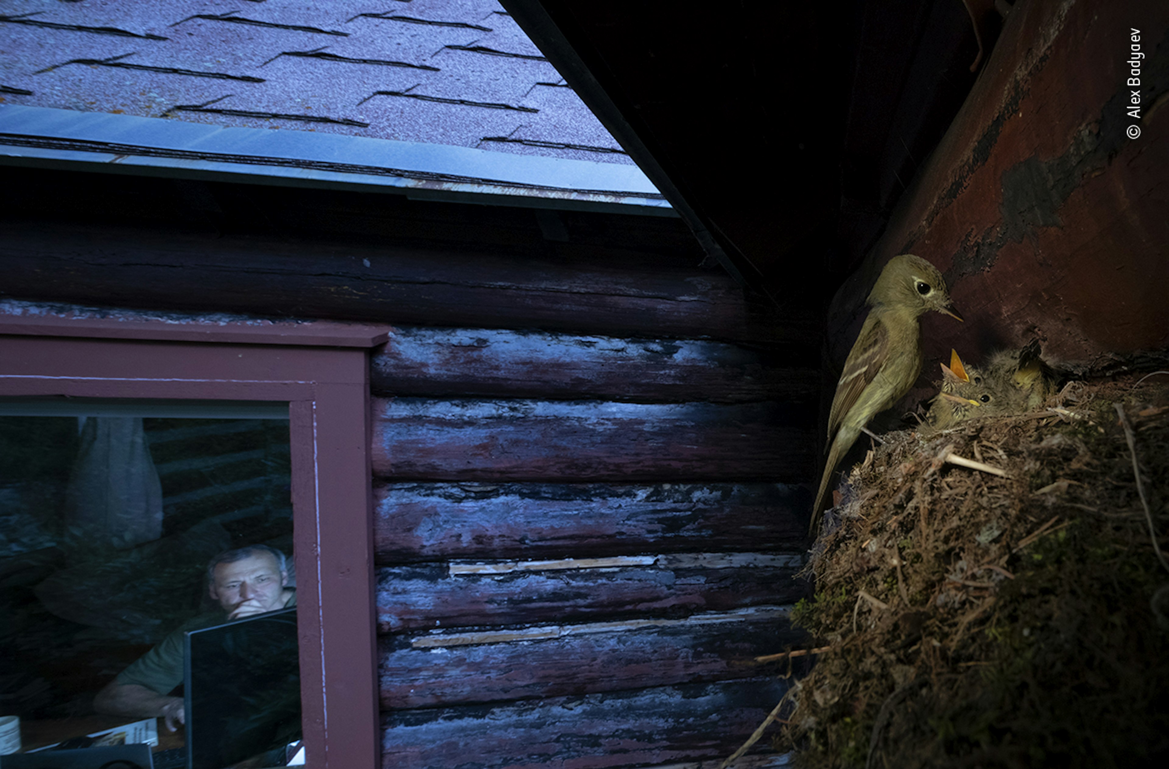 A bird feeding her young outside a window in which a man working on a laptop is seen