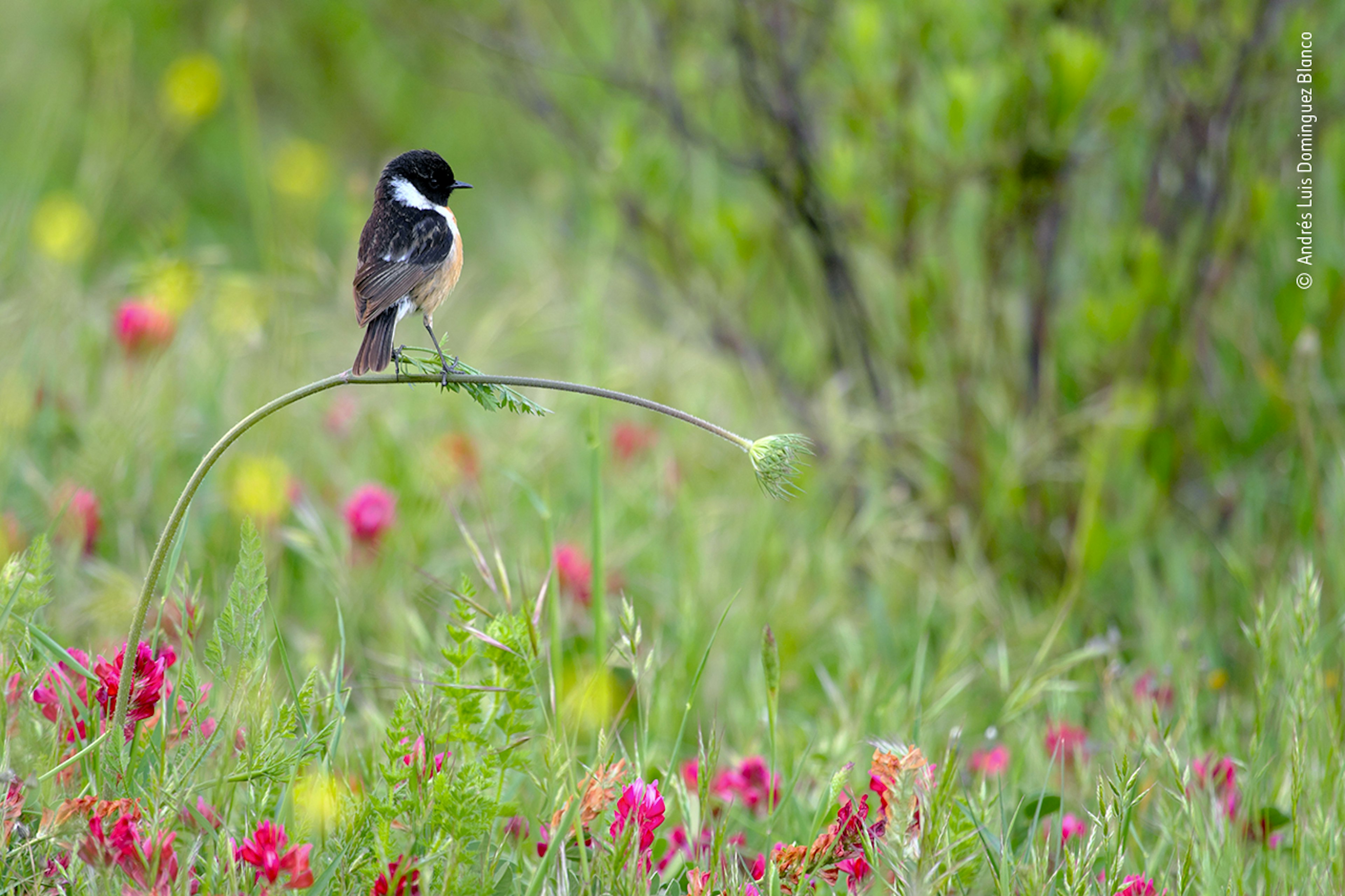 A bird balancing on the stem of a plant