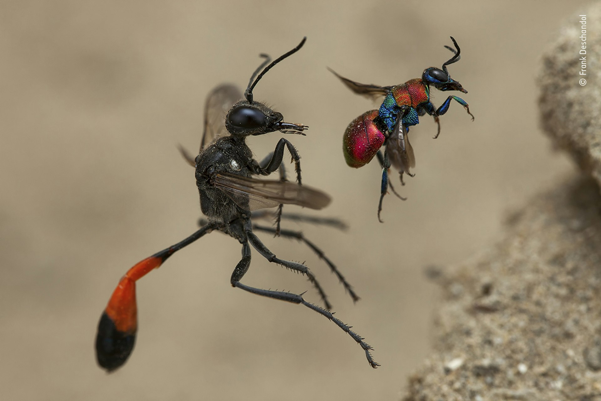 A red-banded sand wasp and a cuckoo wasp, about to enter next-door nest holes