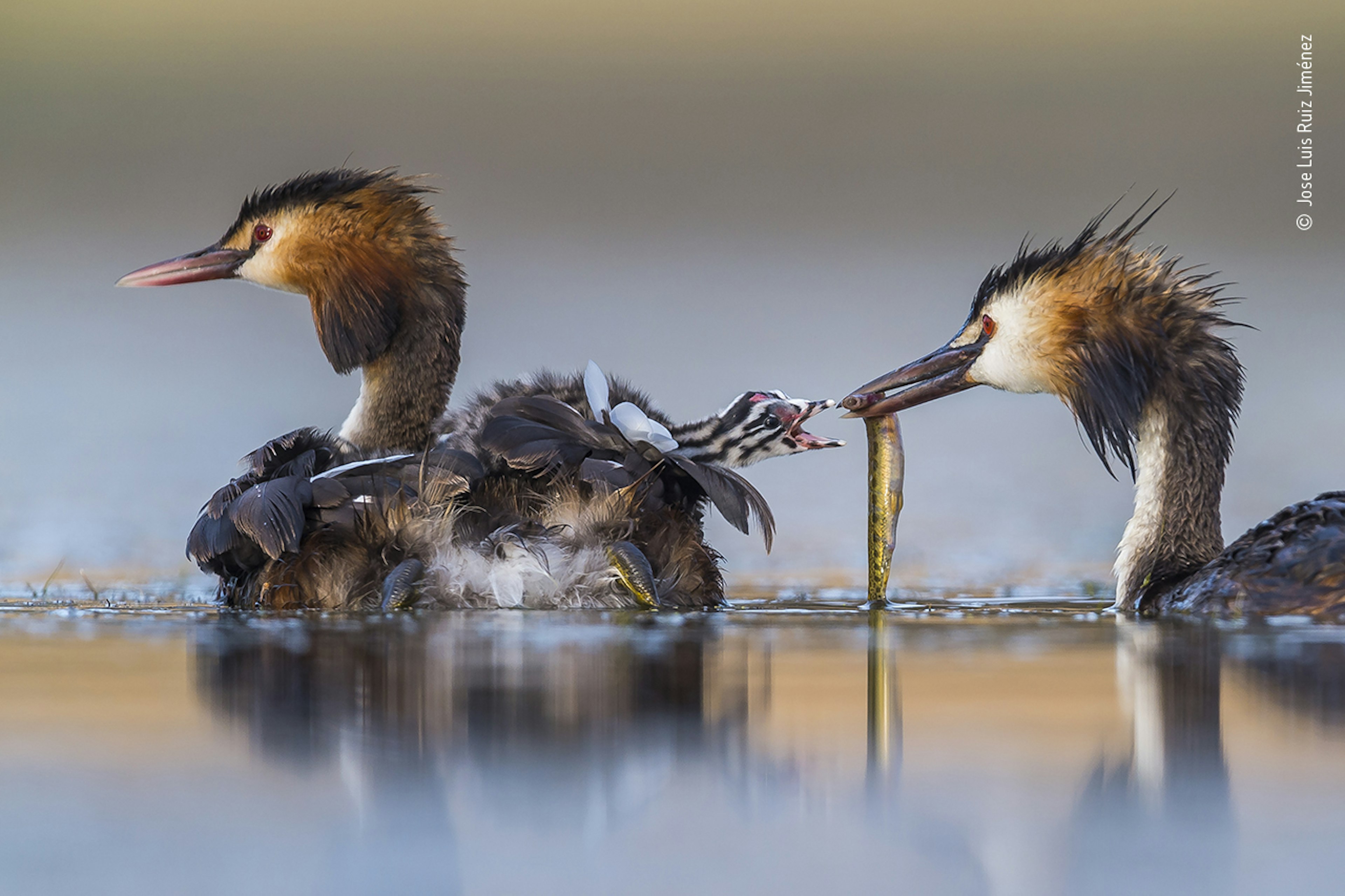 A great crested grebe feeding fish to its chick, riding on the back of its other parent