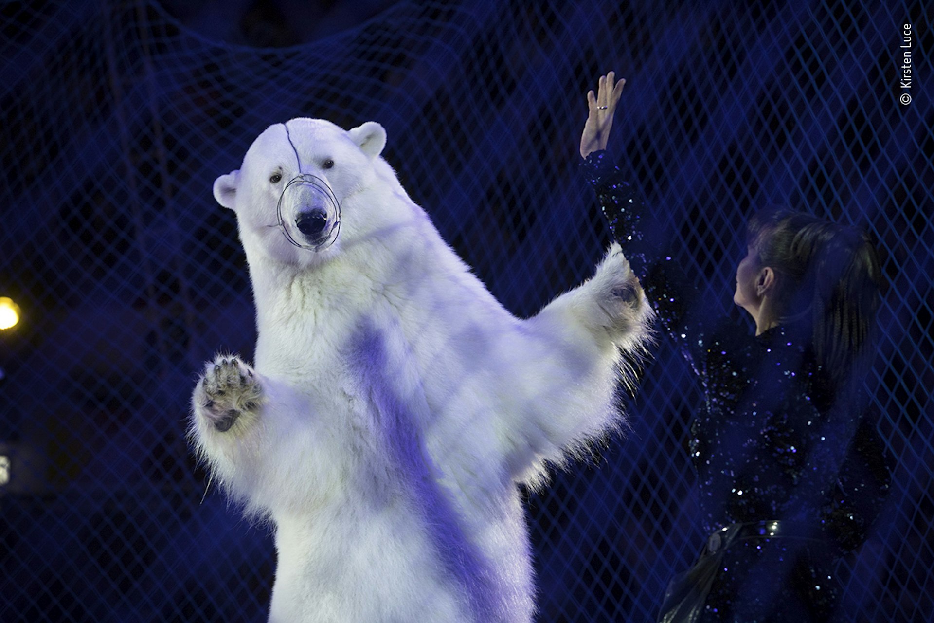 A polar bear wearing a wire muzzle performing with a female skater at an ice rink show