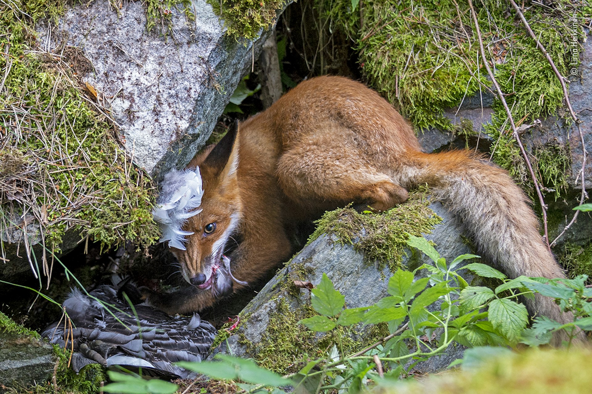A fox cub eating a goose under a rock