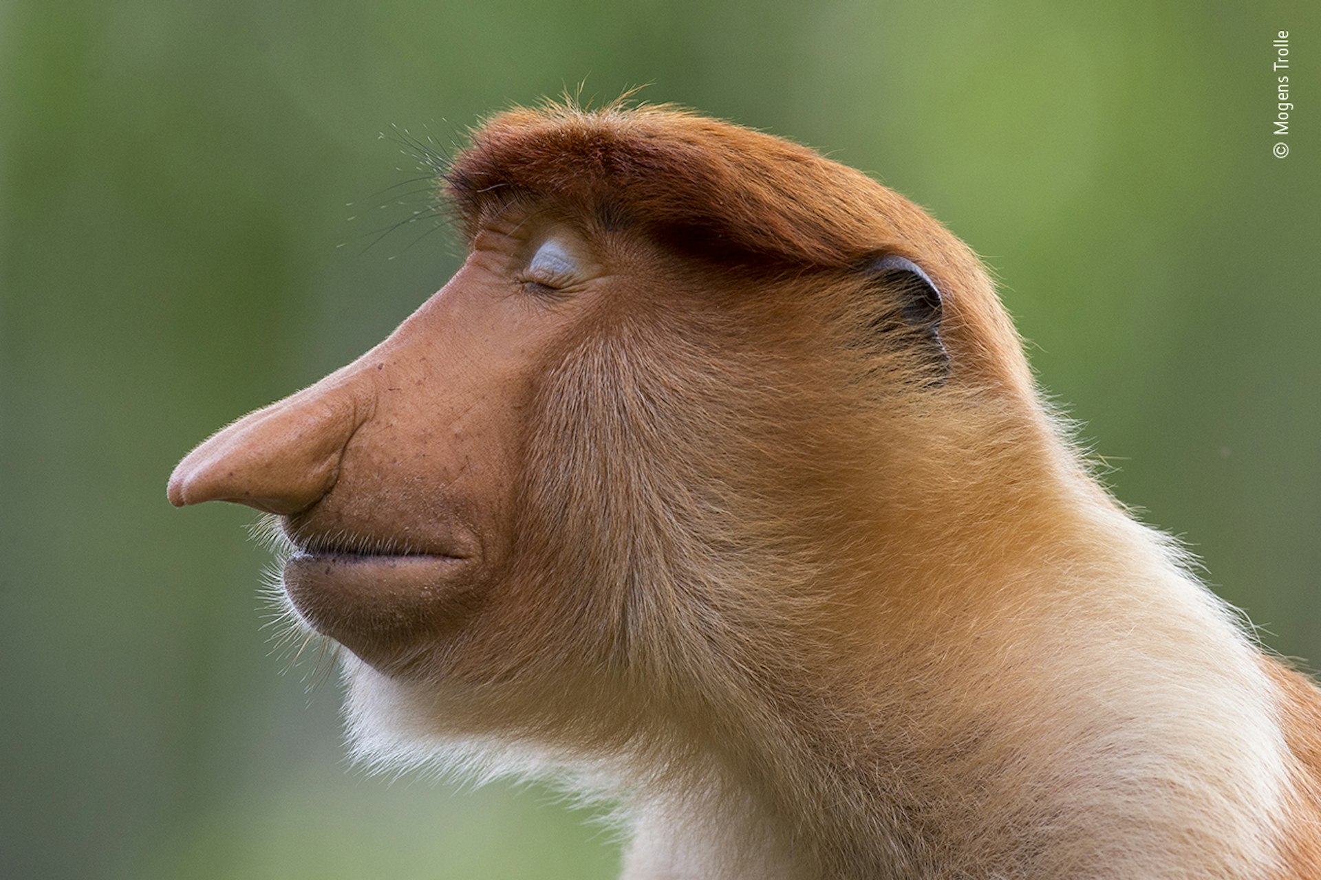 A male probiscis monkey closing his eyes