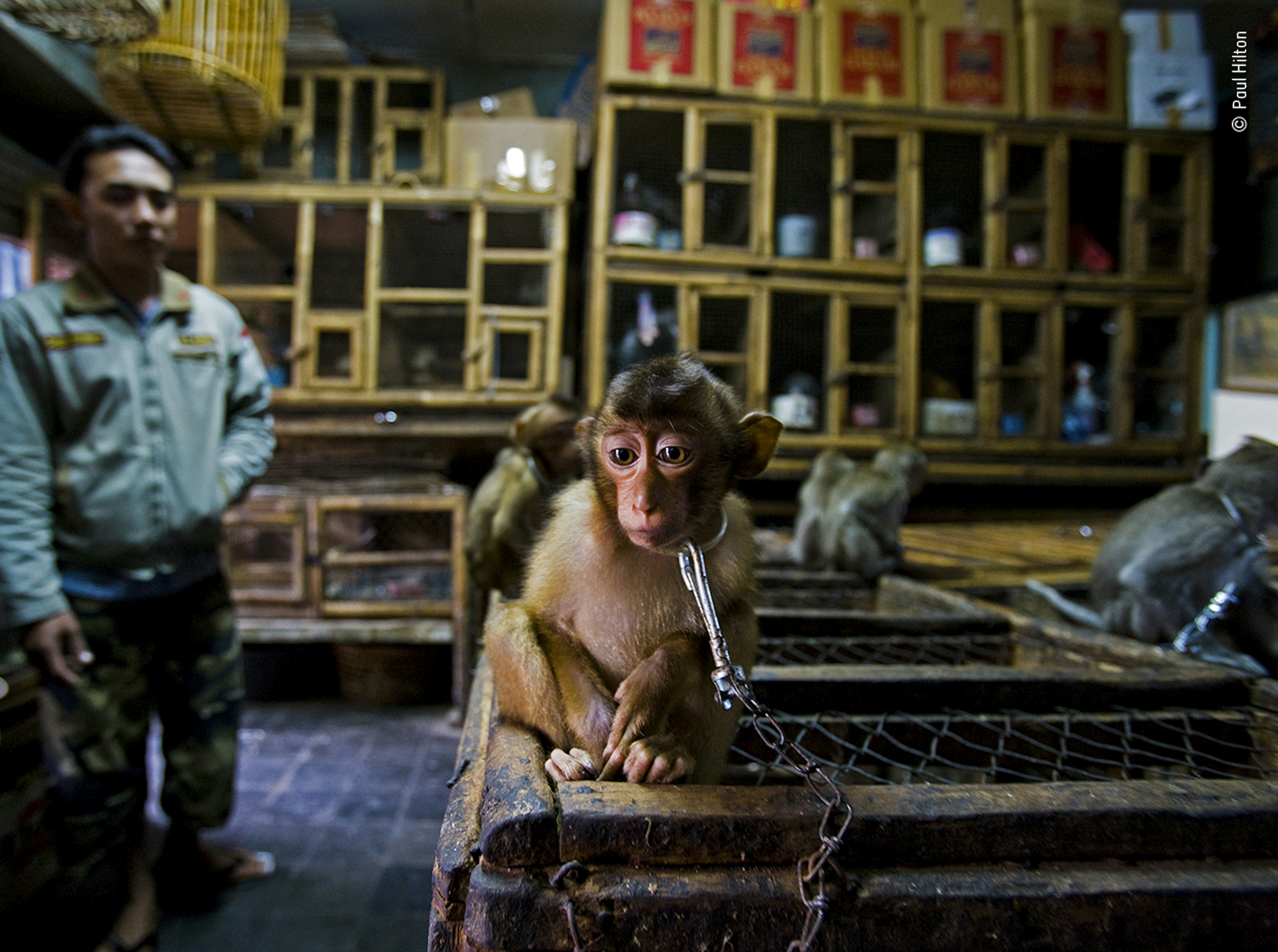 A chained macaque sitting on a wooden box with other macaques in the picture