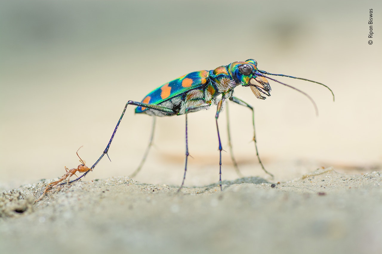 A weaver ant biting the hind leg of a giant riverine tiger beetle