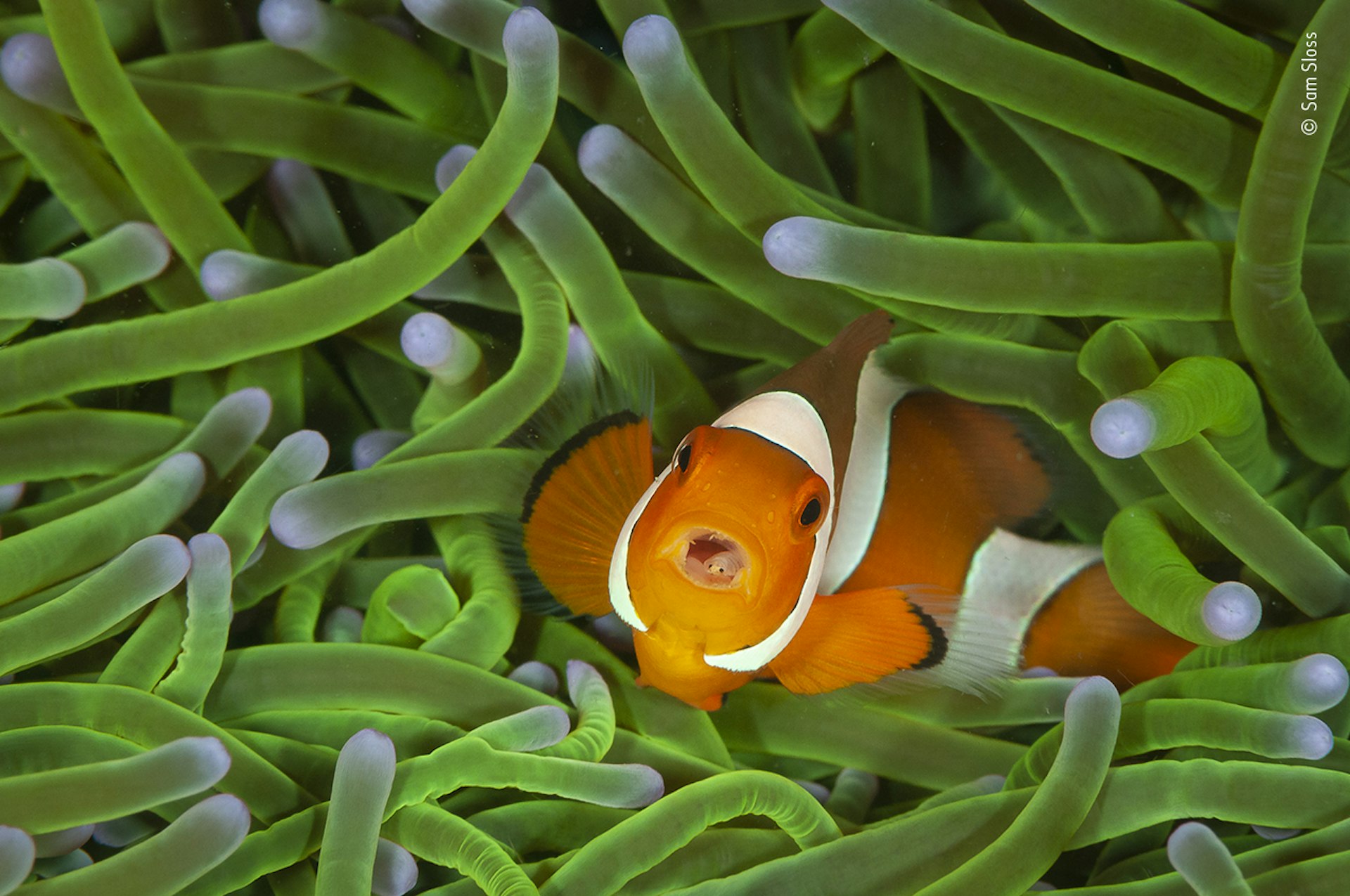 A clownfish with a tongue-eating louse in its mouth