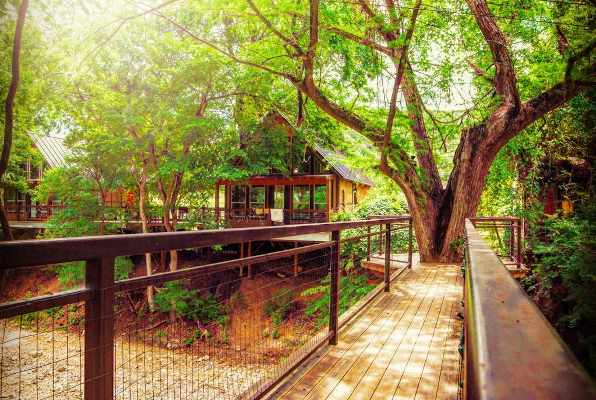 A wooden walkway surrounds a large living tree with a tree house in the background at River Road Treehouses in New Braunfels, Texas