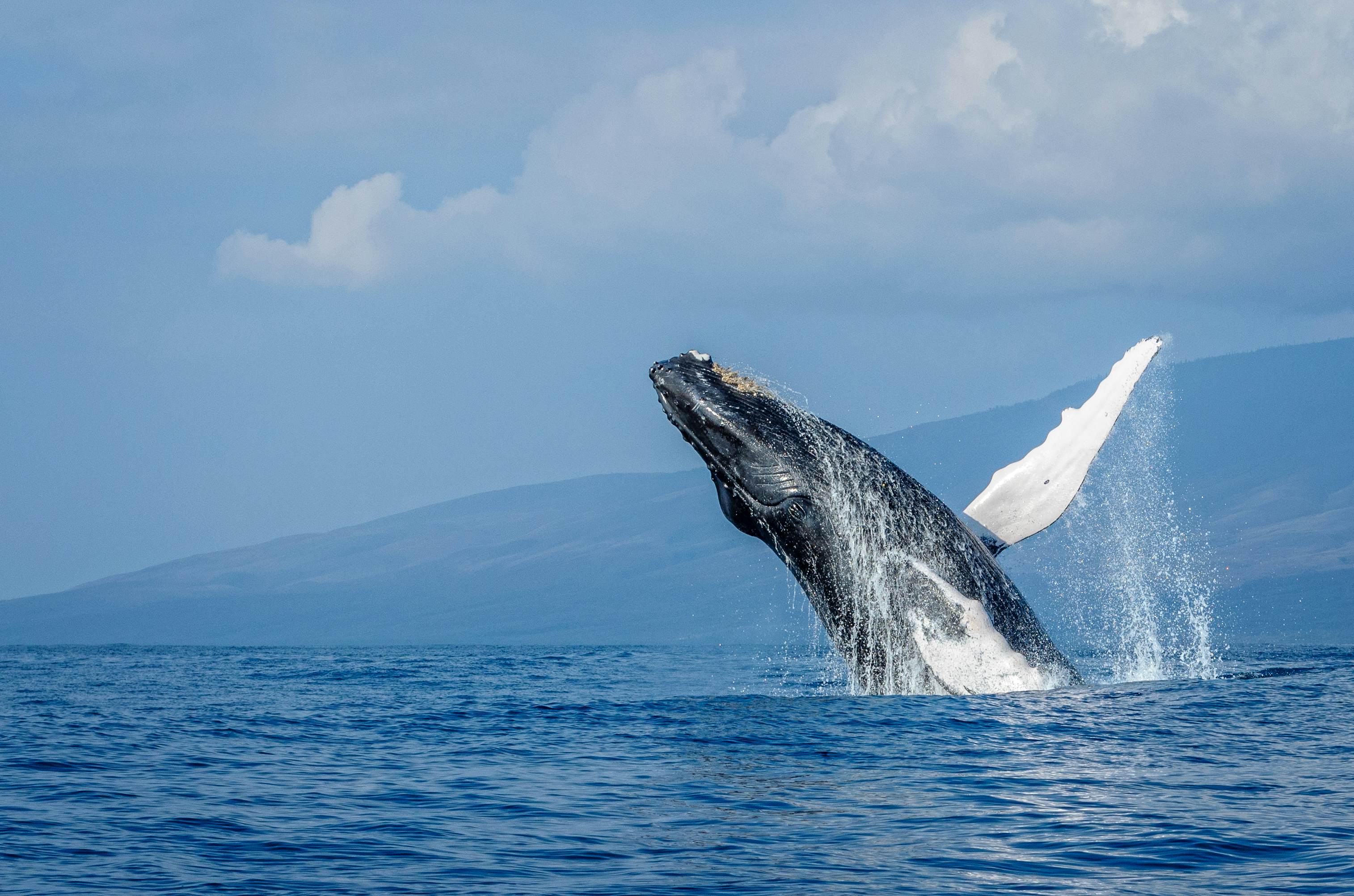 Best Maui Beaches