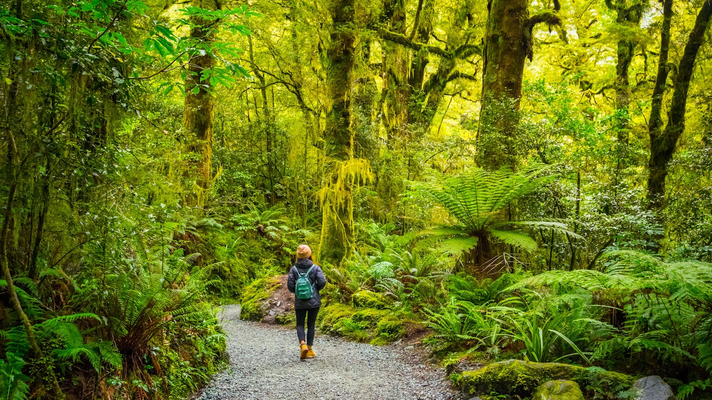 A female hiker walks on a track through rainforest at Chasm Fall, in the Fiordland National Park.