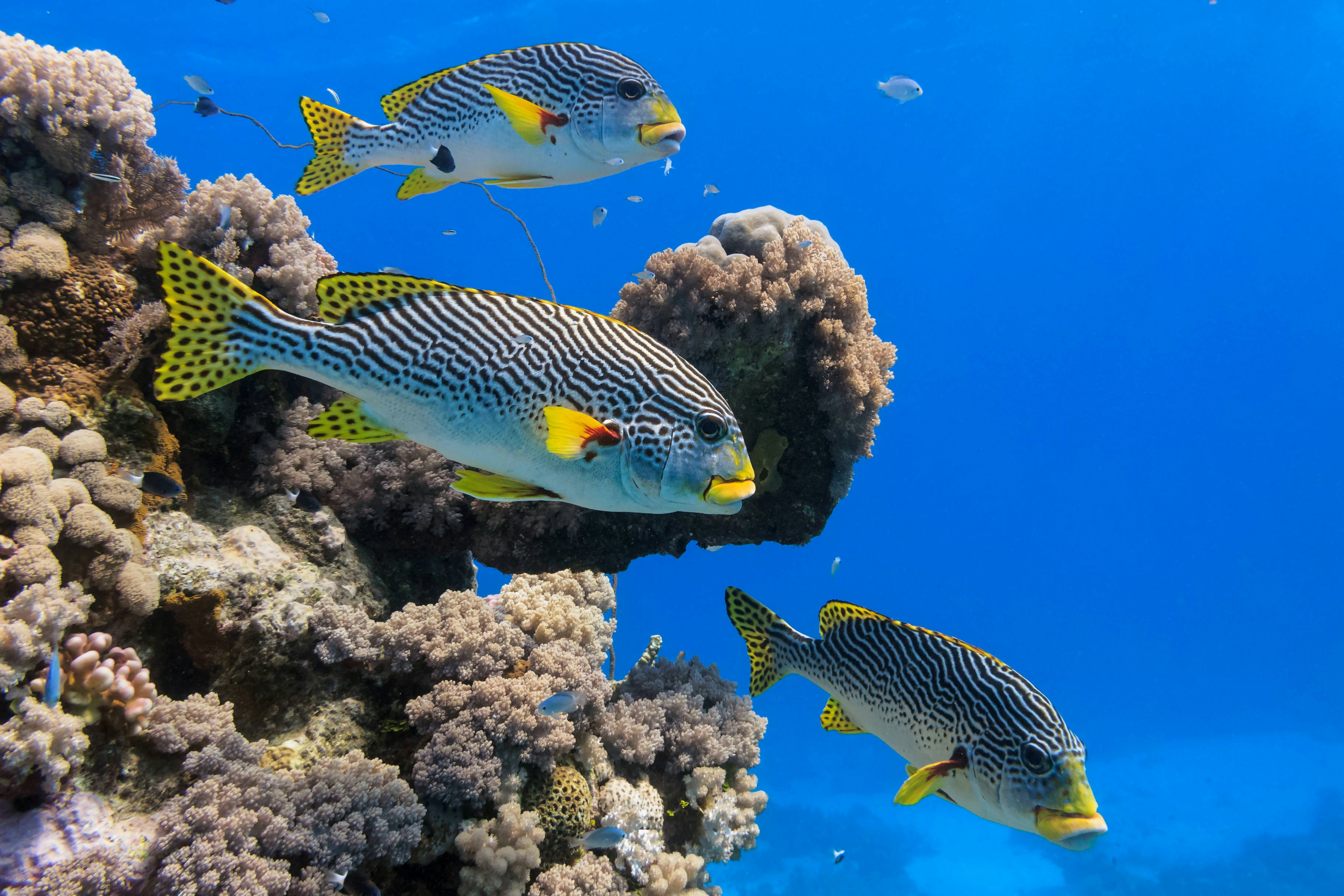 Agincourt reef, Great Barrier Reef