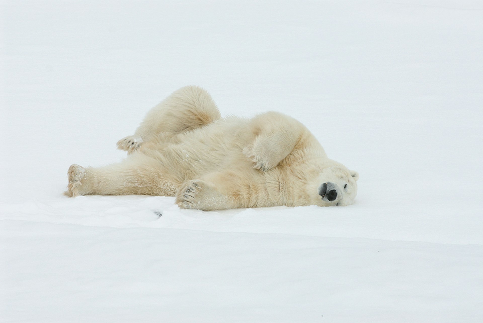 An adult polar bear stretches out on the ice. 