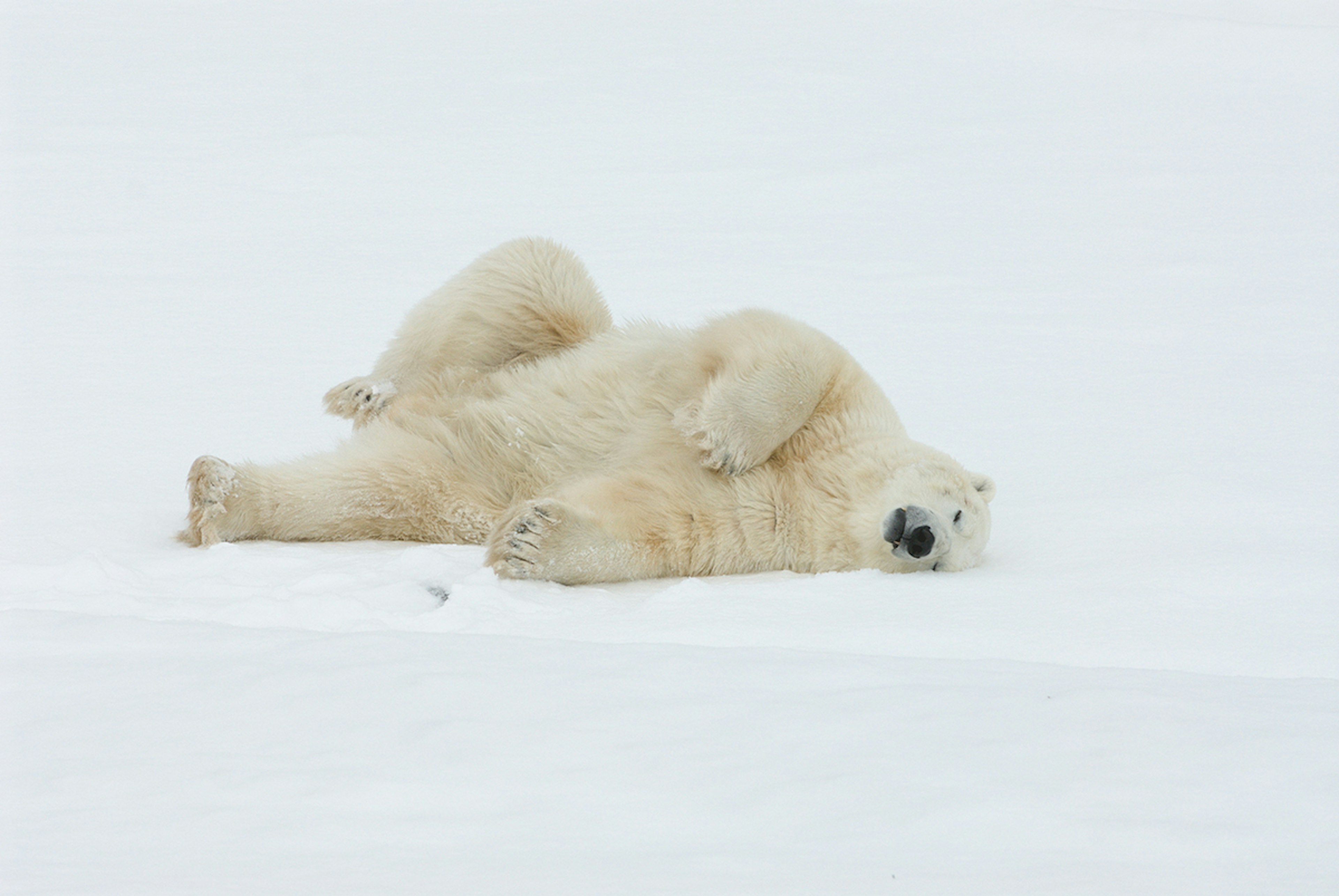 An adult polar bear stretches out on the ice.