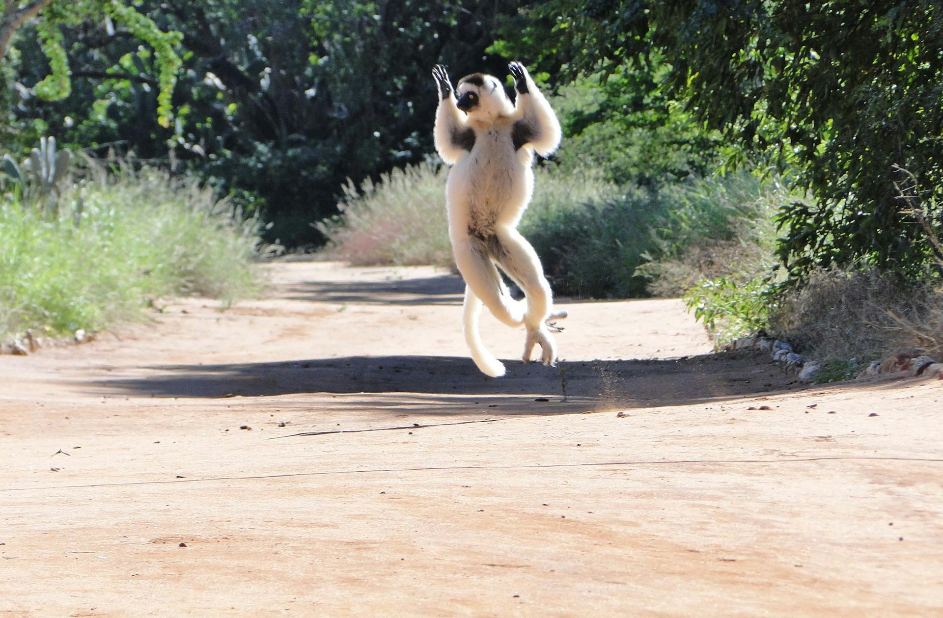 A dancing sifaka lemur in Madagascar