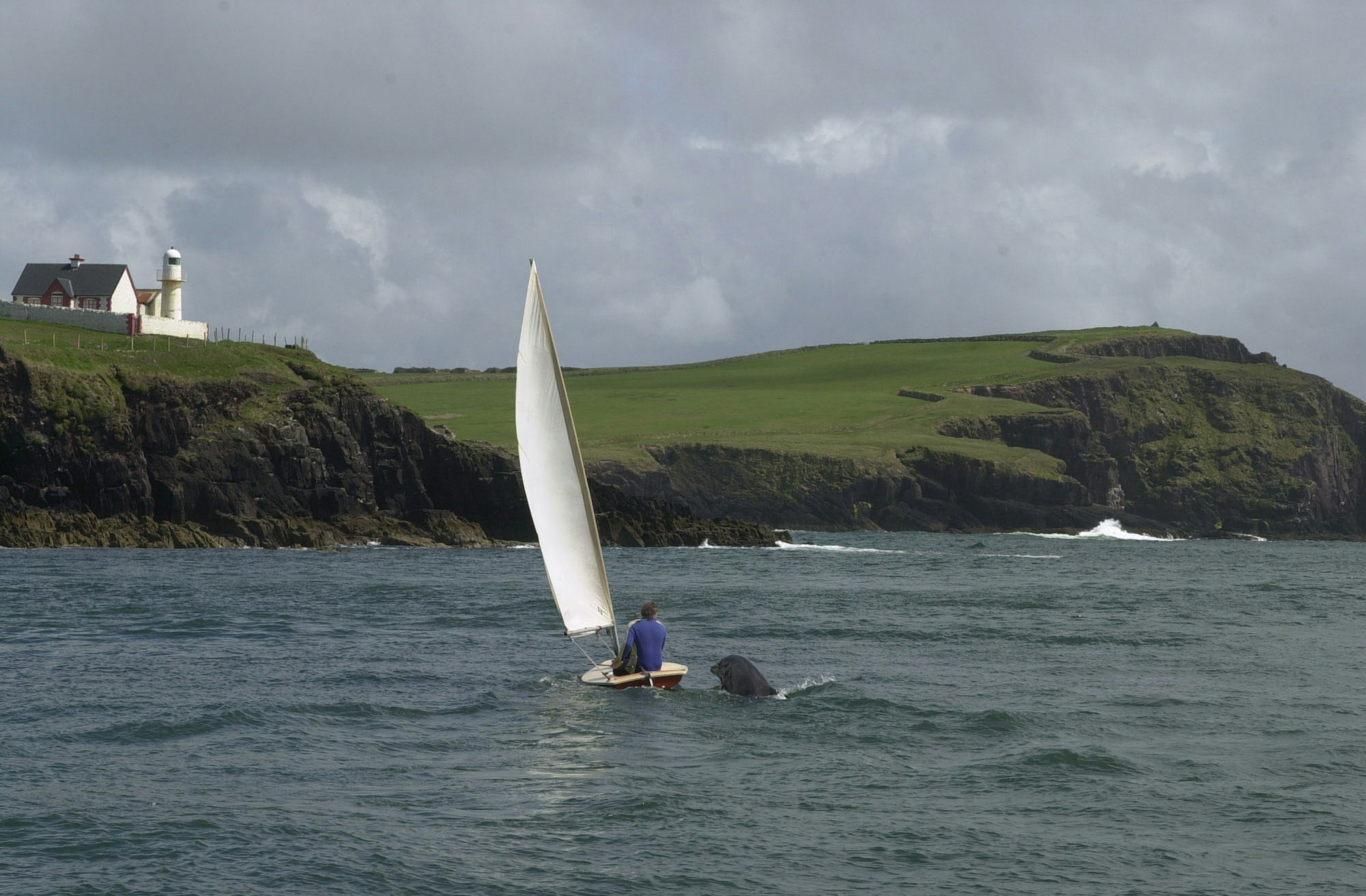 Fungie the Dolphin in Dingle Harbour