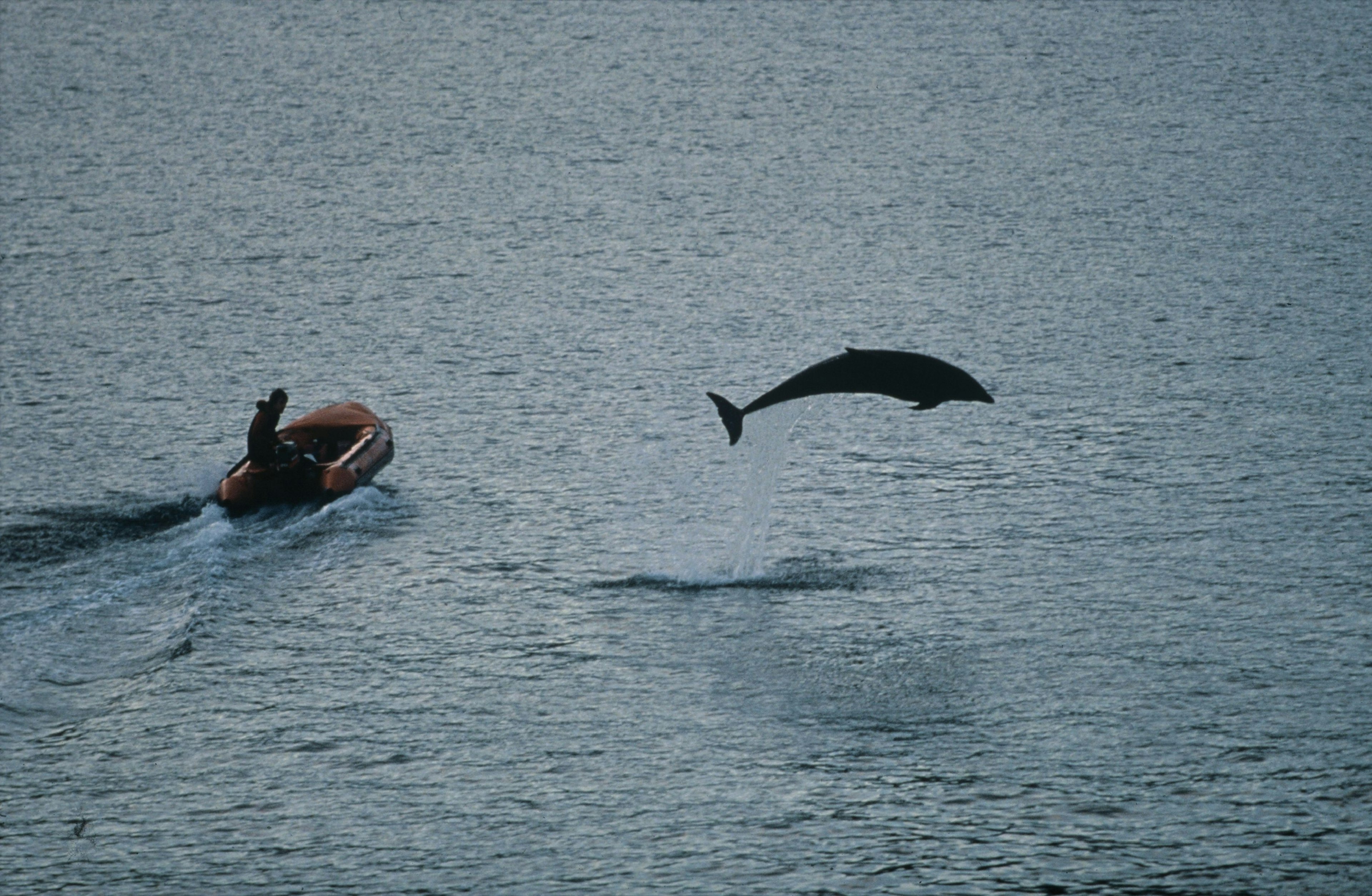 Fungie The Dolphin In Ireland -