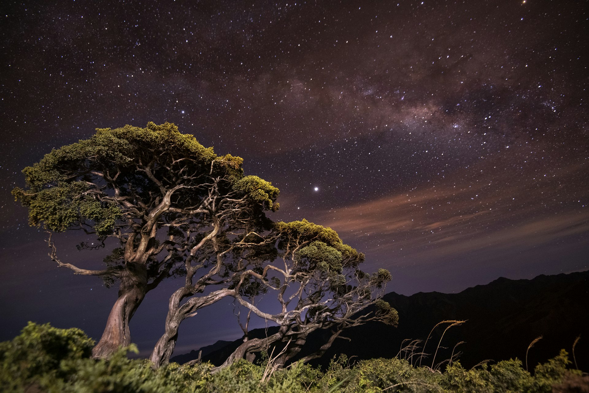 Old tree with galaxy milky way, Hehuan Mountain ,Taiwan.
