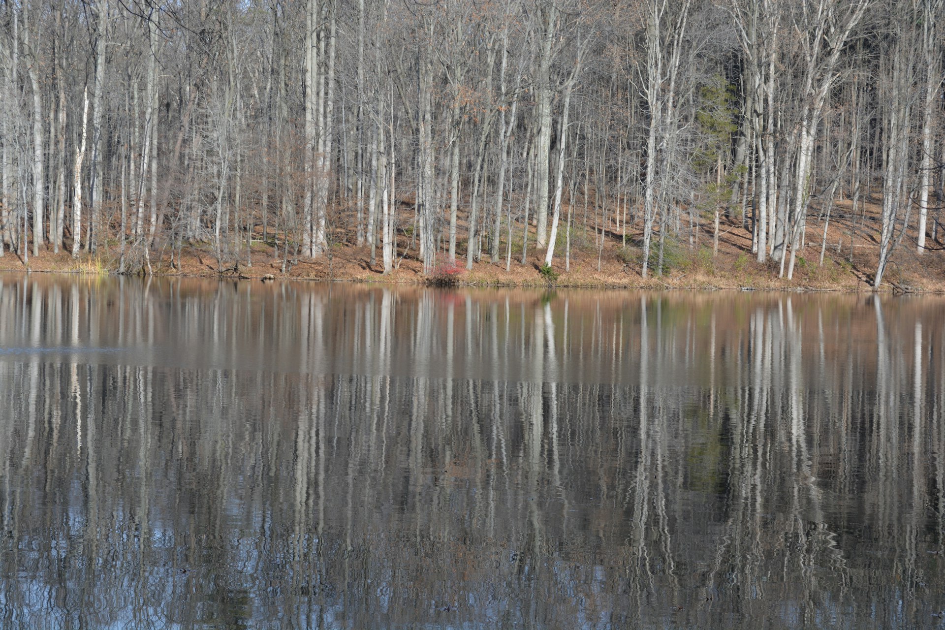 A woodland viewed from across a body of water. The trees are tightly packed together