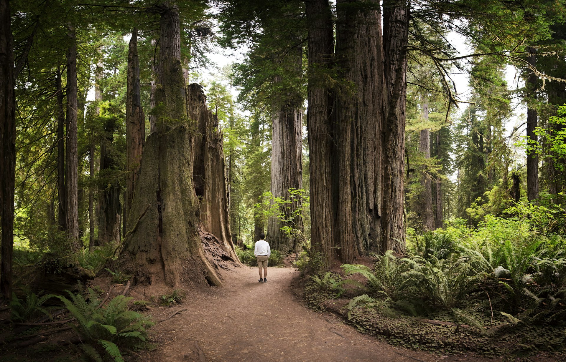 A man walks on a path by giant trees in Redwood National Park, California, USA