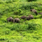 Elephants in Khao Yai National Park, Thailand.