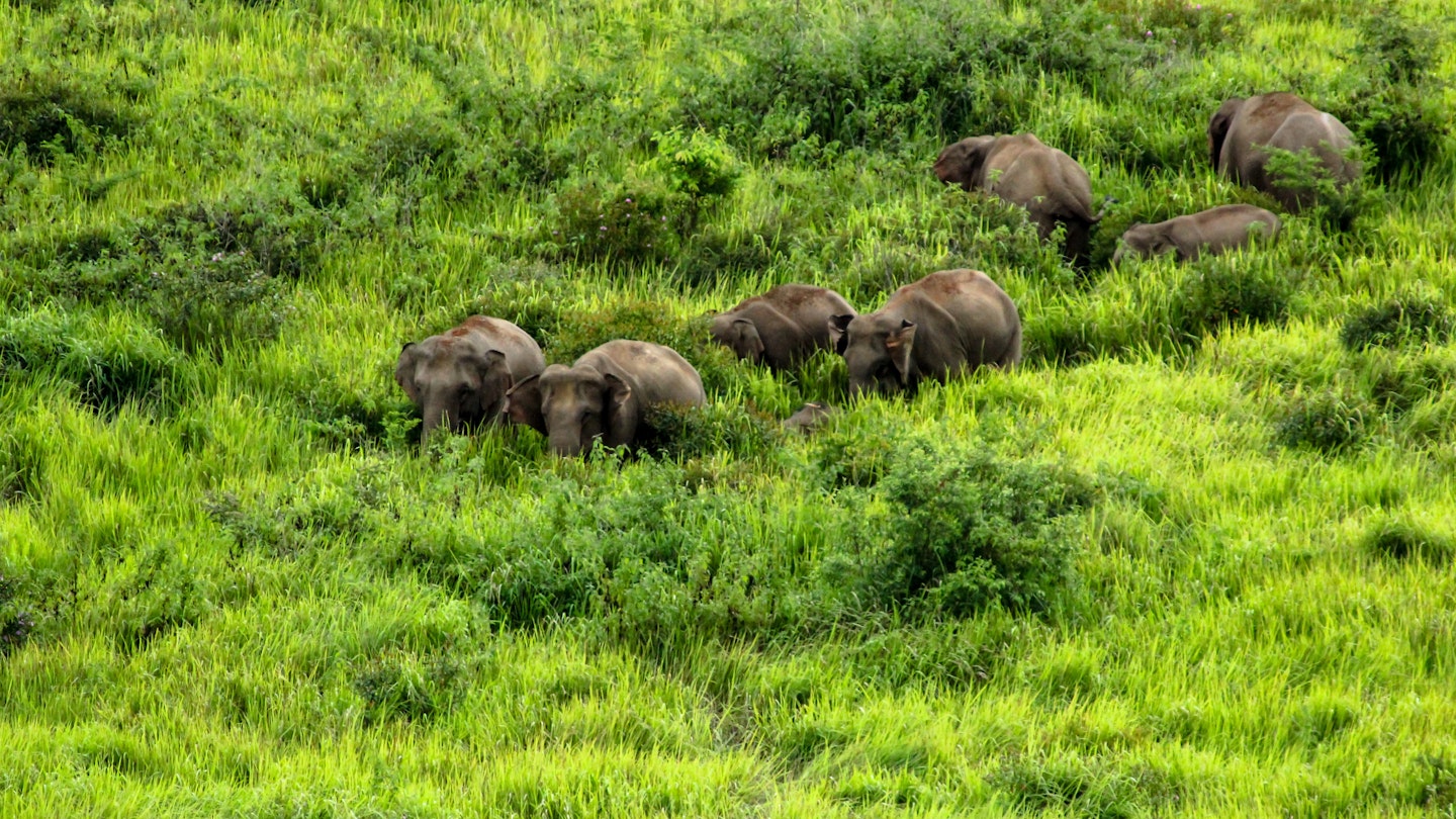 Elephants in Khao Yai National Park, Thailand.
