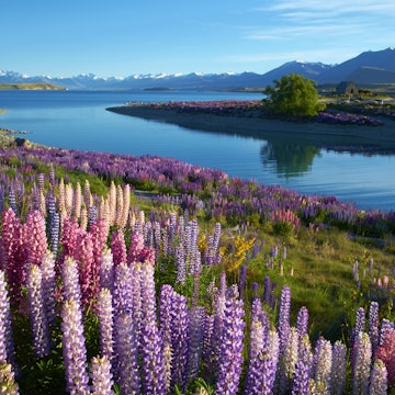 Early morning sun falls on the lupins near the Church of the Good Shepherd near Lake Tekapo, on New Zealand's South Island.