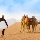 Female surfer and camels at the beach of Essaouira, Morocco, Africa.