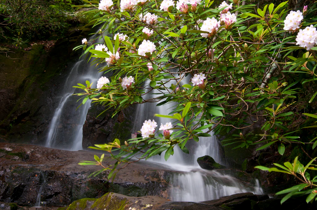 Blooming rhododendron surround Laurel Falls.