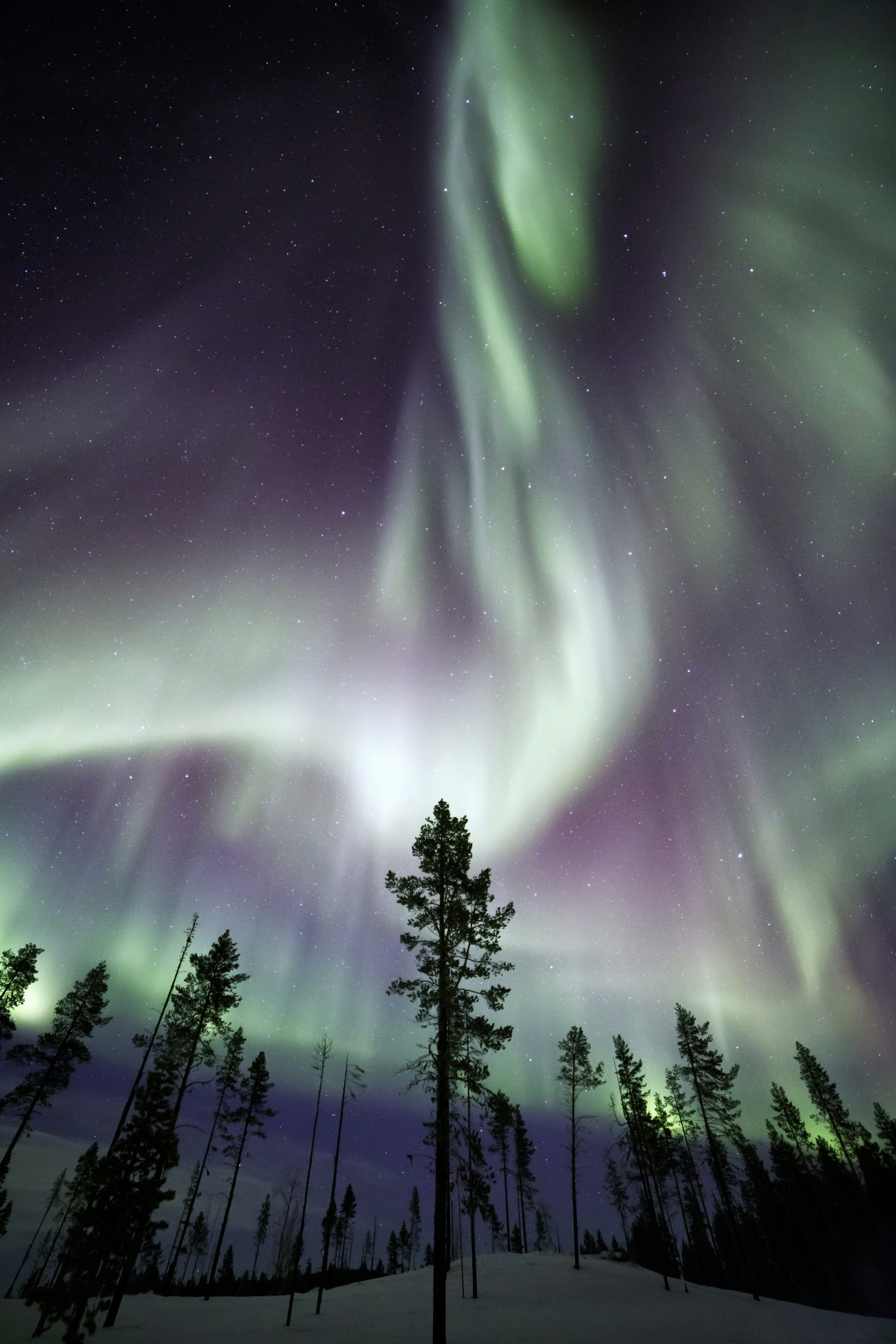 Aurora Borealis high above snow-covered trees 