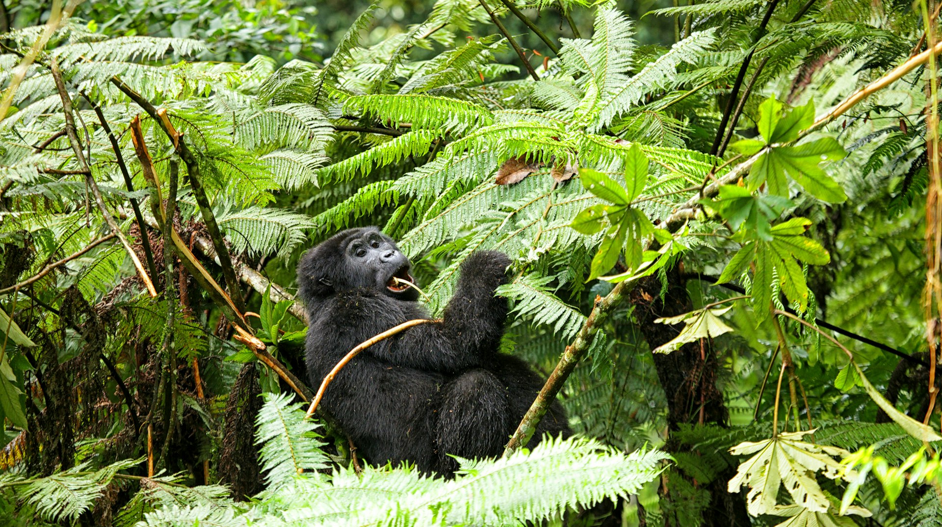 A gorilla eating in Bwindi Impenetrable National Park in Uganda