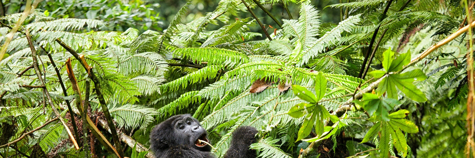 Uganda, Bwindi Impenetrable National Park, Bwindi Impenetrable Forest, mountain gorilla