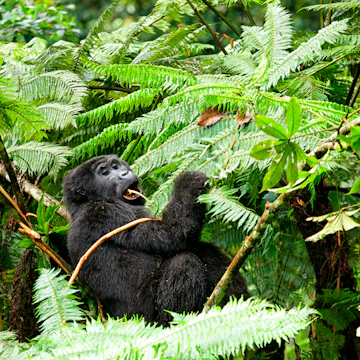 Uganda, Bwindi Impenetrable National Park, Bwindi Impenetrable Forest, mountain gorilla