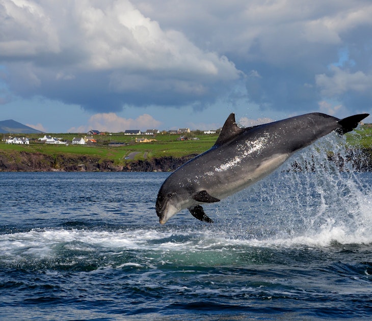 A fungie (dingle dolphin) jumping out of the water in the Dingle Peninsula.