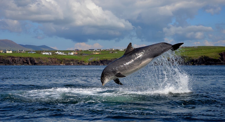 A fungie (dingle dolphin) jumping out of the water in the Dingle Peninsula.